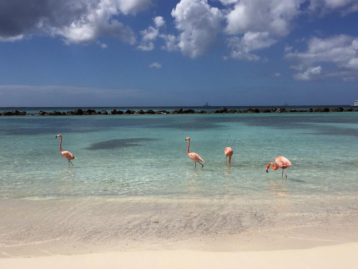 Aruba Harmony Apartments Oranjestad Buitenkant foto